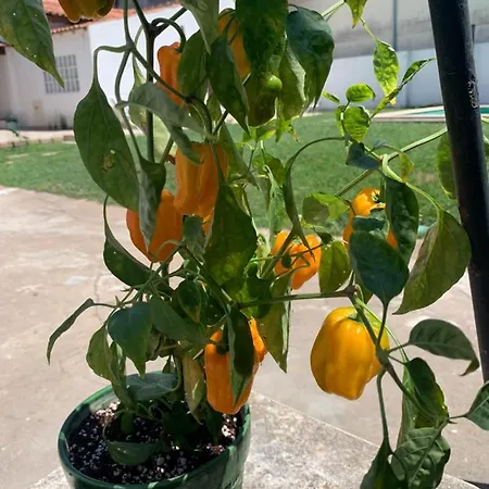 Bam's Farm * Alcobaça